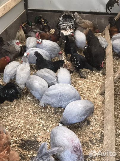 Петухи,Цесарки,Куры,Подсадные,Кролики