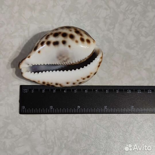 Ракушки морские