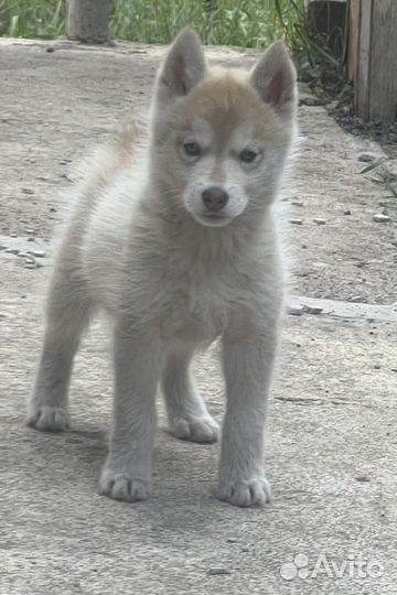 Щенки чистокровные хаски