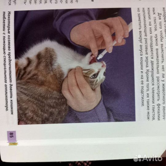 Интересная книга про кошек