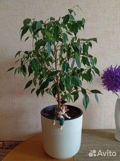 Фикус бенджамина