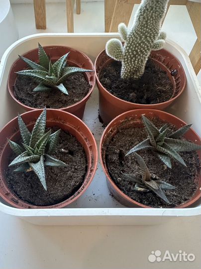 Суккуленты Хавортия Комнатные цветы