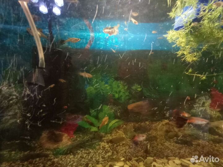 Аквариумные рыбки Гуппи