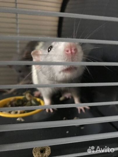 Крыса дамбо с клеткой