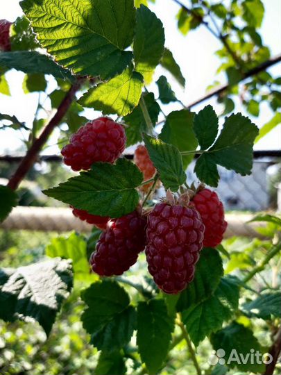 Саженцы. Ежевика,крыжовник,смородина красная