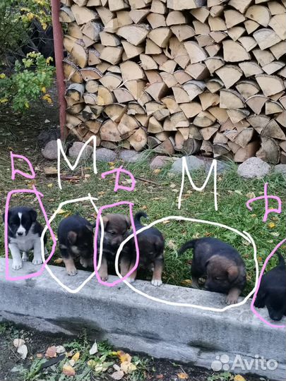 Щенки бесплатно