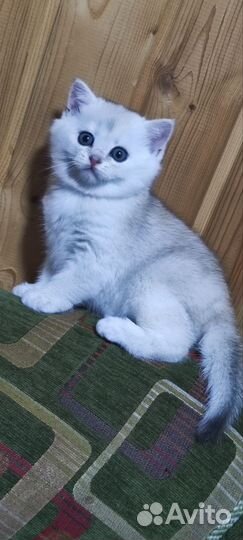 Шотландская серебристая шиншилла