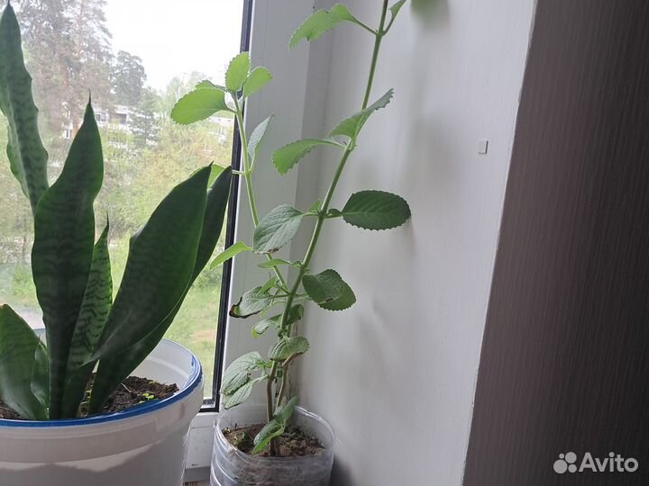 Комнатная мята