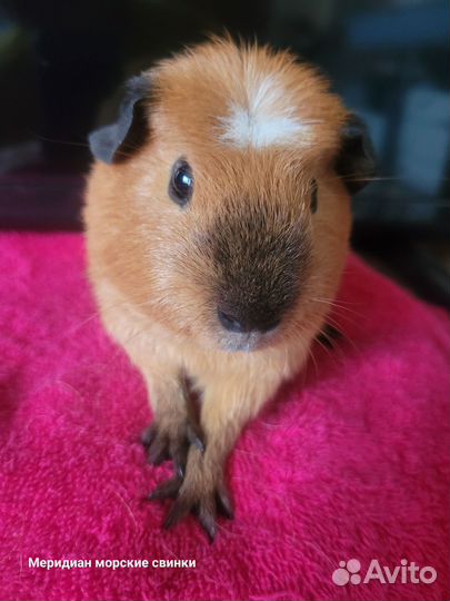 Морская свинка
