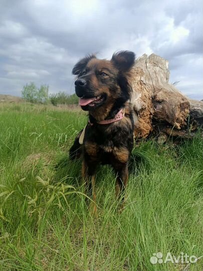 Милана в добрые руки