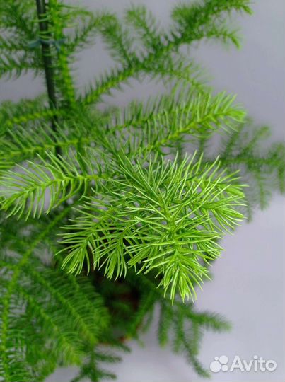 Араукария (комнатная ель)