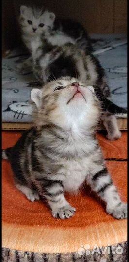 Шотландский котик скоттиш-страйт, чёрный мрамор