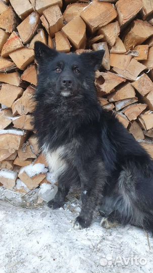 Шикарный пёс