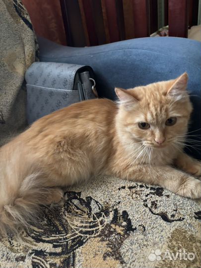 Кошки в добрые руки