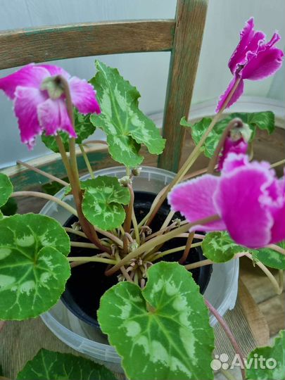 Комнатные цветы