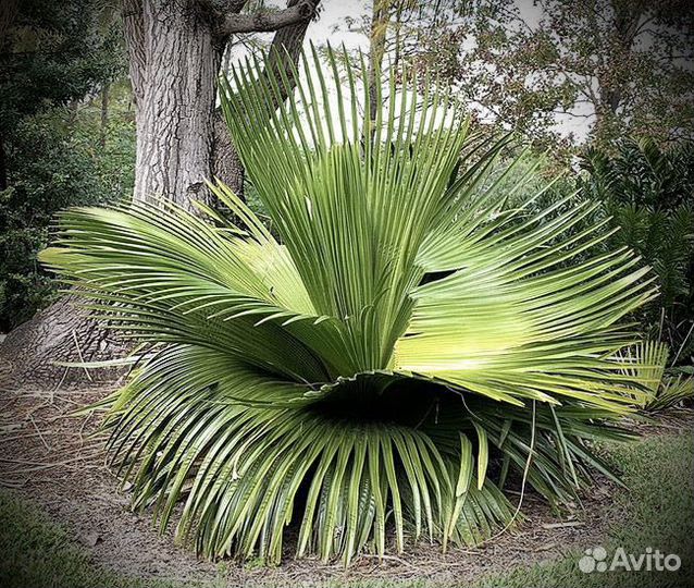 Copernicia Macroglossa