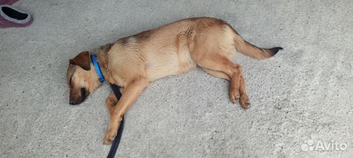 Собака ищет дом