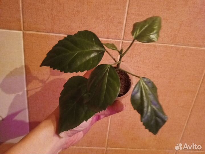 Гибискус Гамбург