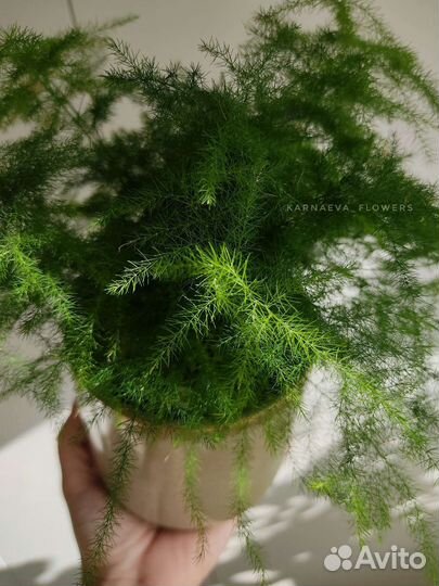 Аспарагус Сетациус