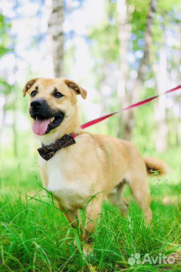 Собака из приюта Некрасовка