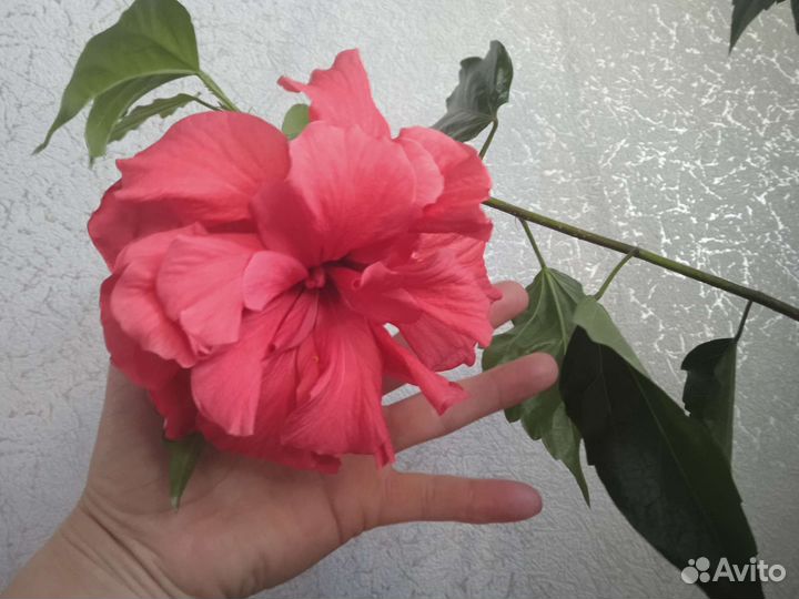 Гибискус китайская роза
