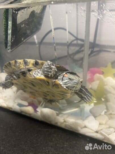 Красноухая черепаха