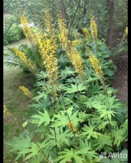 Бузульник пржевальского