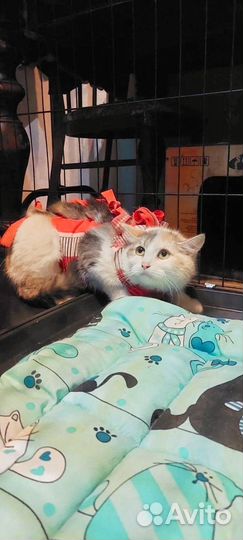 Кошка добрые руки