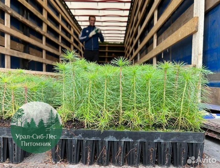 Сеянцы зкс Сосна Ель Лиственница окс Голуб Горн