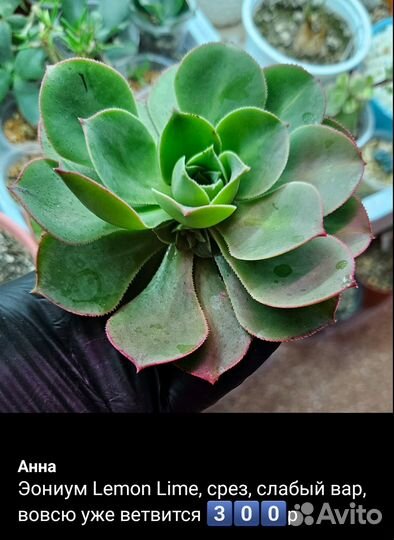 Эониумы aeonium