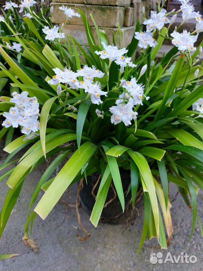 Ирисы карликовые