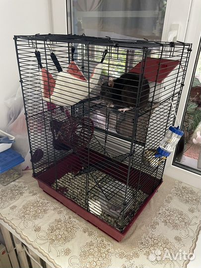 Крыса с клеткой