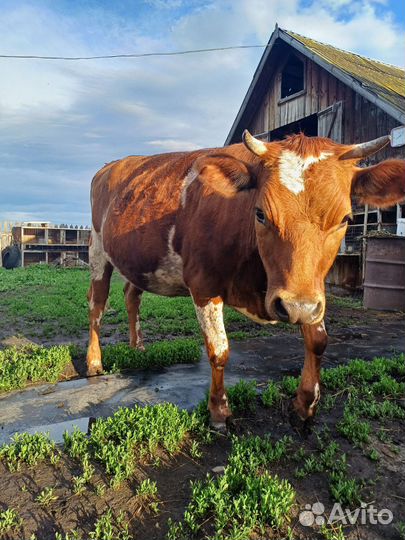 Джерсейская телка
