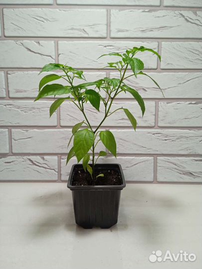 Перец острый