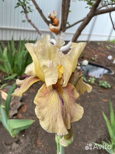 Ирисы бородатые сортовые