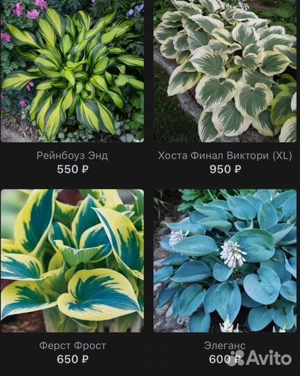 Саженцы хосты