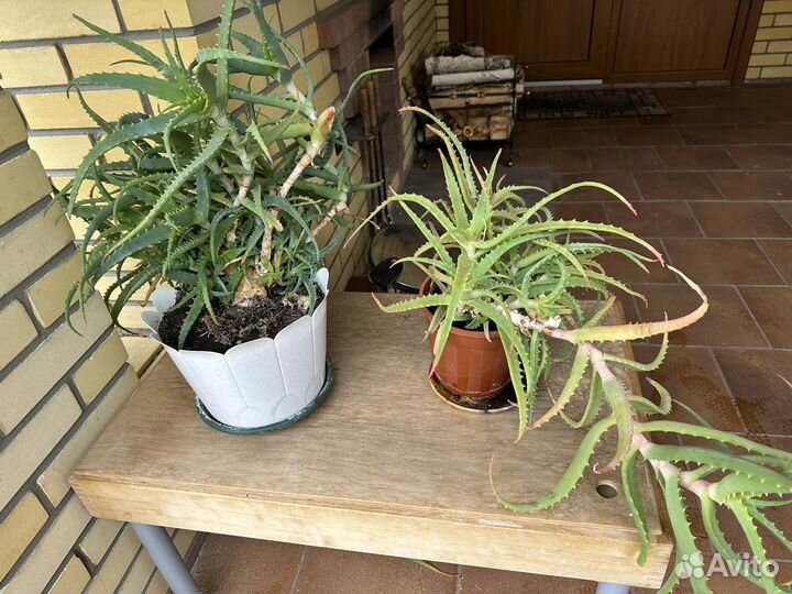 Алоэ лечебный