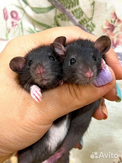 Крысята дамбо крыска крыски крыса