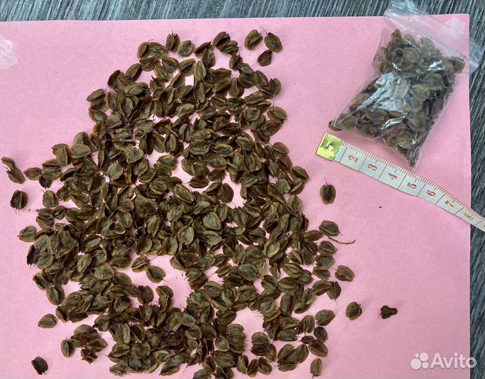 Ревень семена