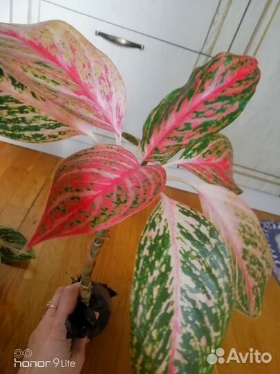 Шикарные взрослые кусты аглаонем инфинити,баттерфл