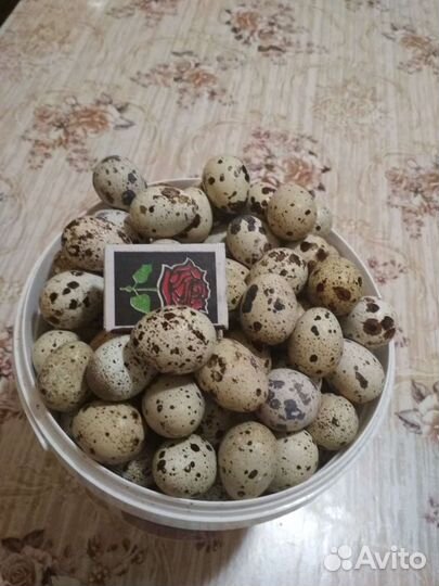 Яйца перепелиные домашние