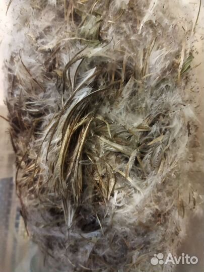 Семена иван-чая