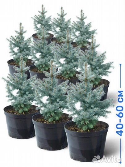 Голубая ель