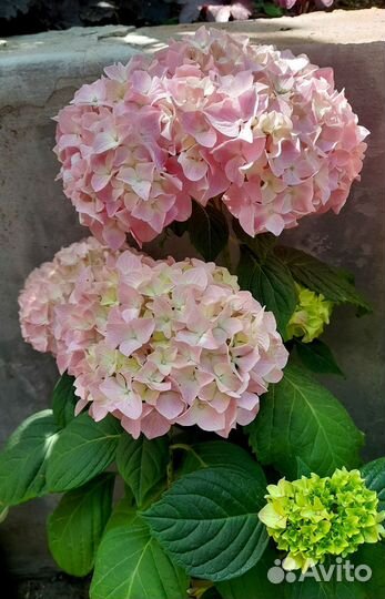 Гортензия и садовые светы