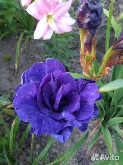 Ирисы бородатые сортовые