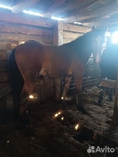 Продам лошадей два года на откорме