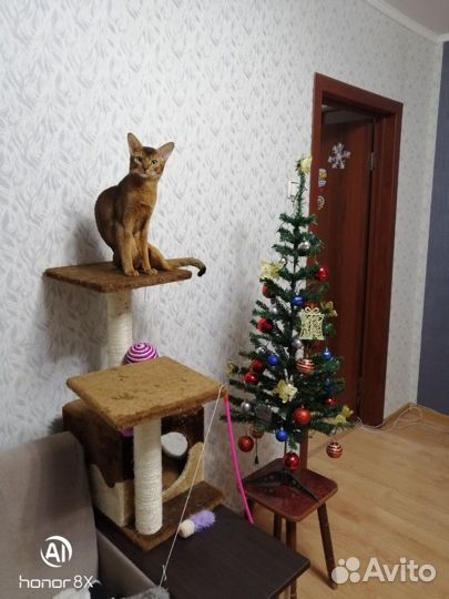 Абиссинская Вязка