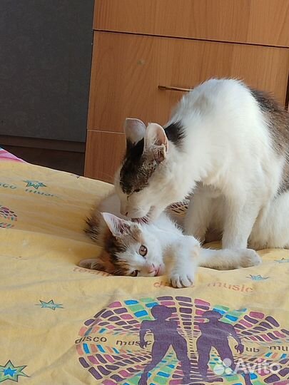Домашние животные котята бесплатно