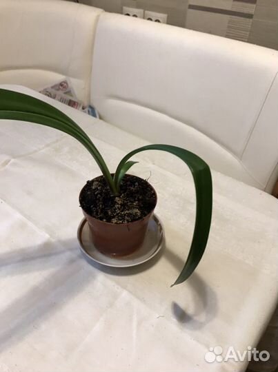 Гипераструм