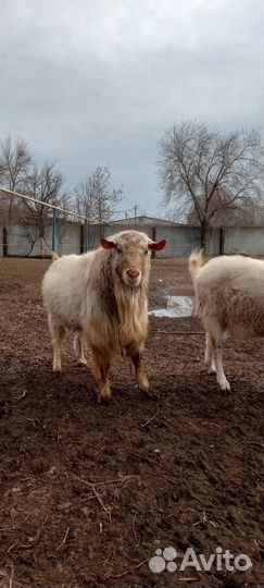 Козы,козлята